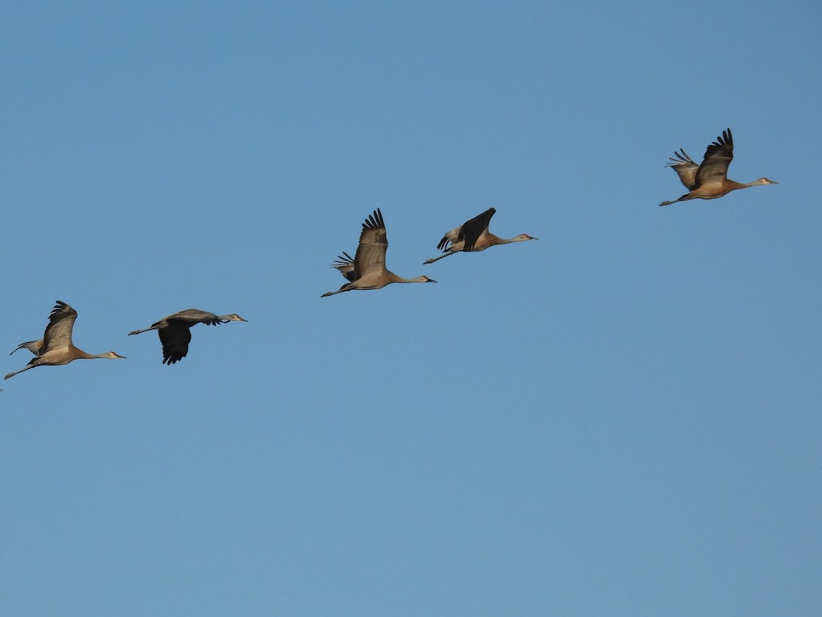 Sandhill Crane - ML643071556