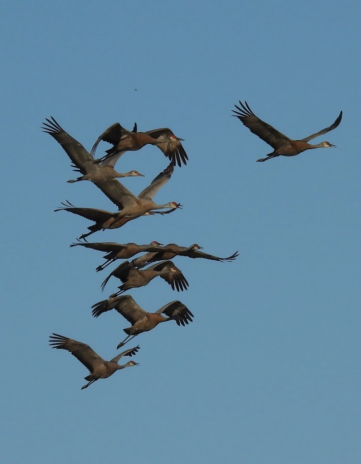 Sandhill Crane - ML643071559