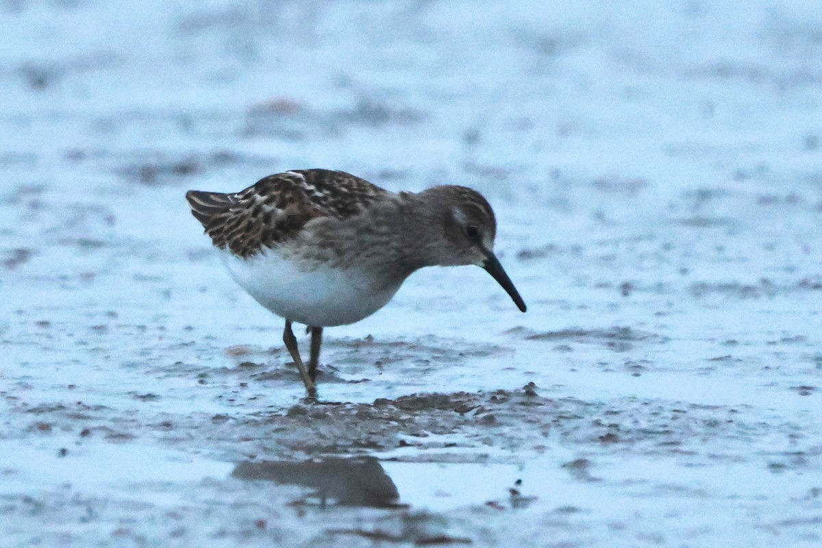 Least Sandpiper - Jesse Pline, CWR