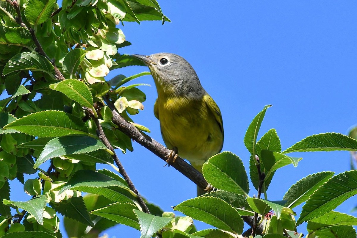 Rubinfleck-Waldsänger - ML643071570