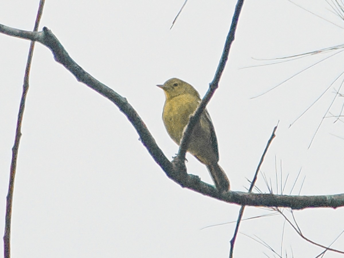 Common Iora - ML643071581