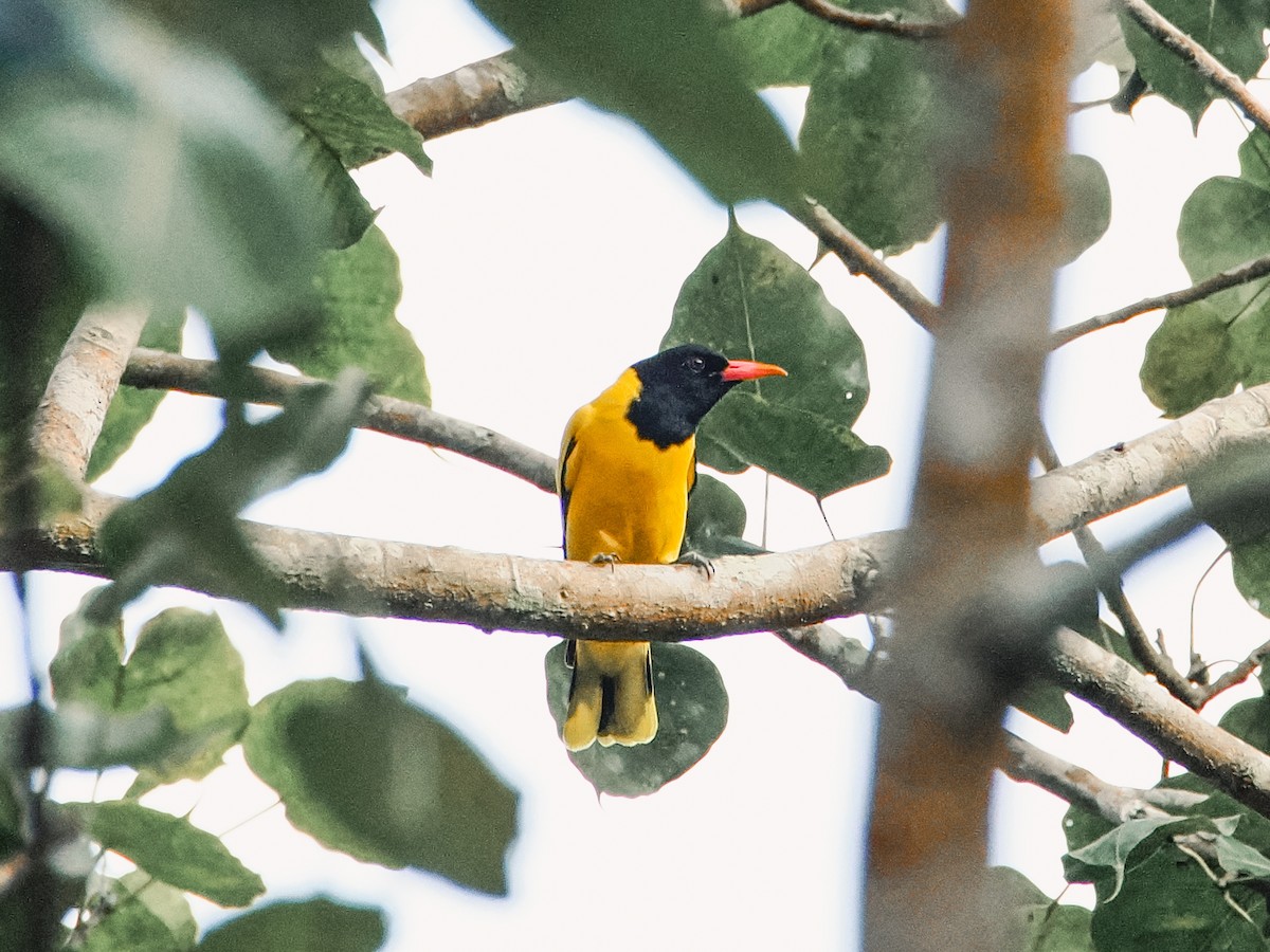 Black-hooded Oriole - ML643071582