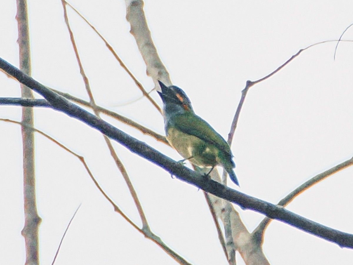 Blue-eared Barbet - ML643071583