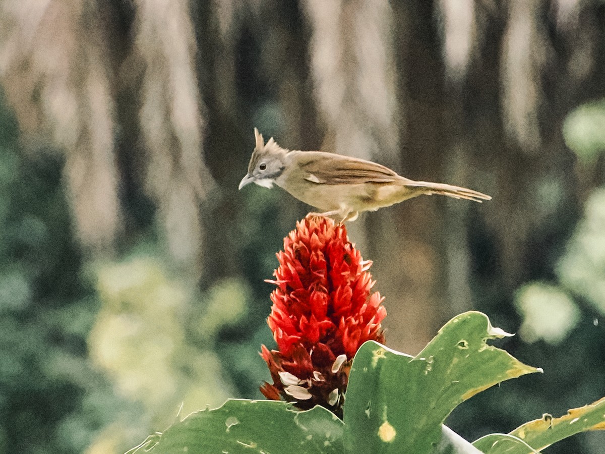 Puff-throated Bulbul - ML643071587