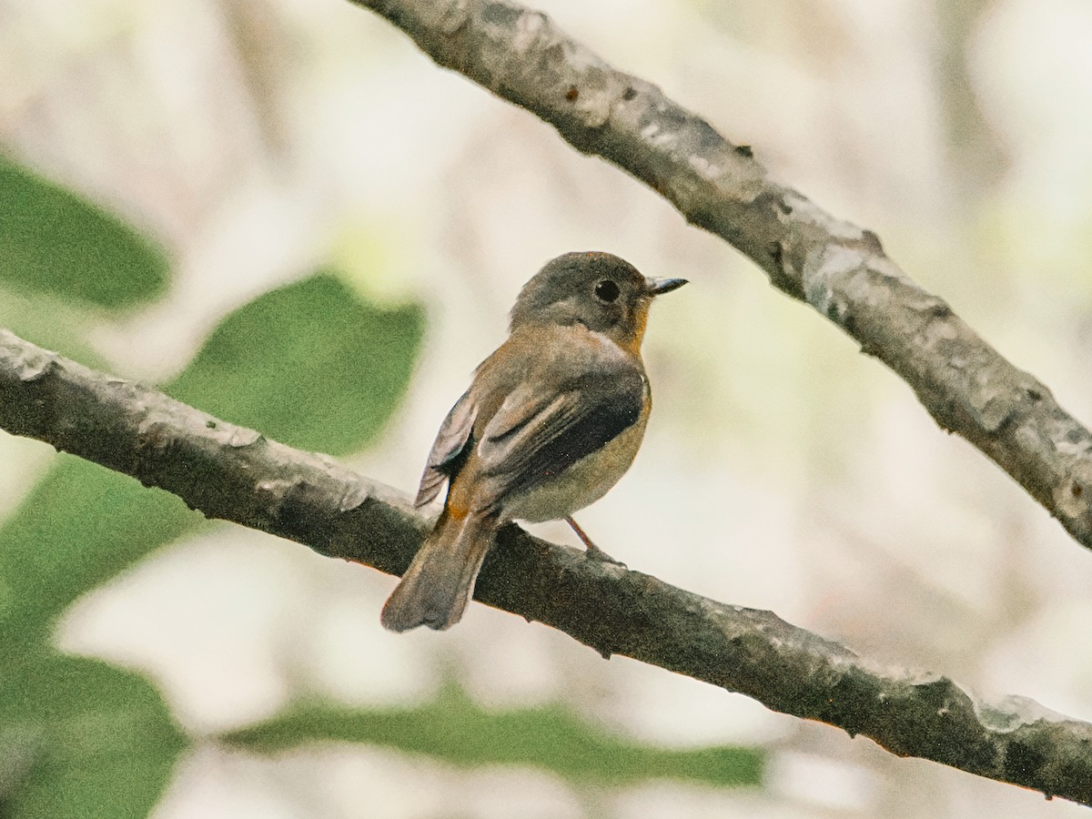 Hill Blue Flycatcher - ML643071588
