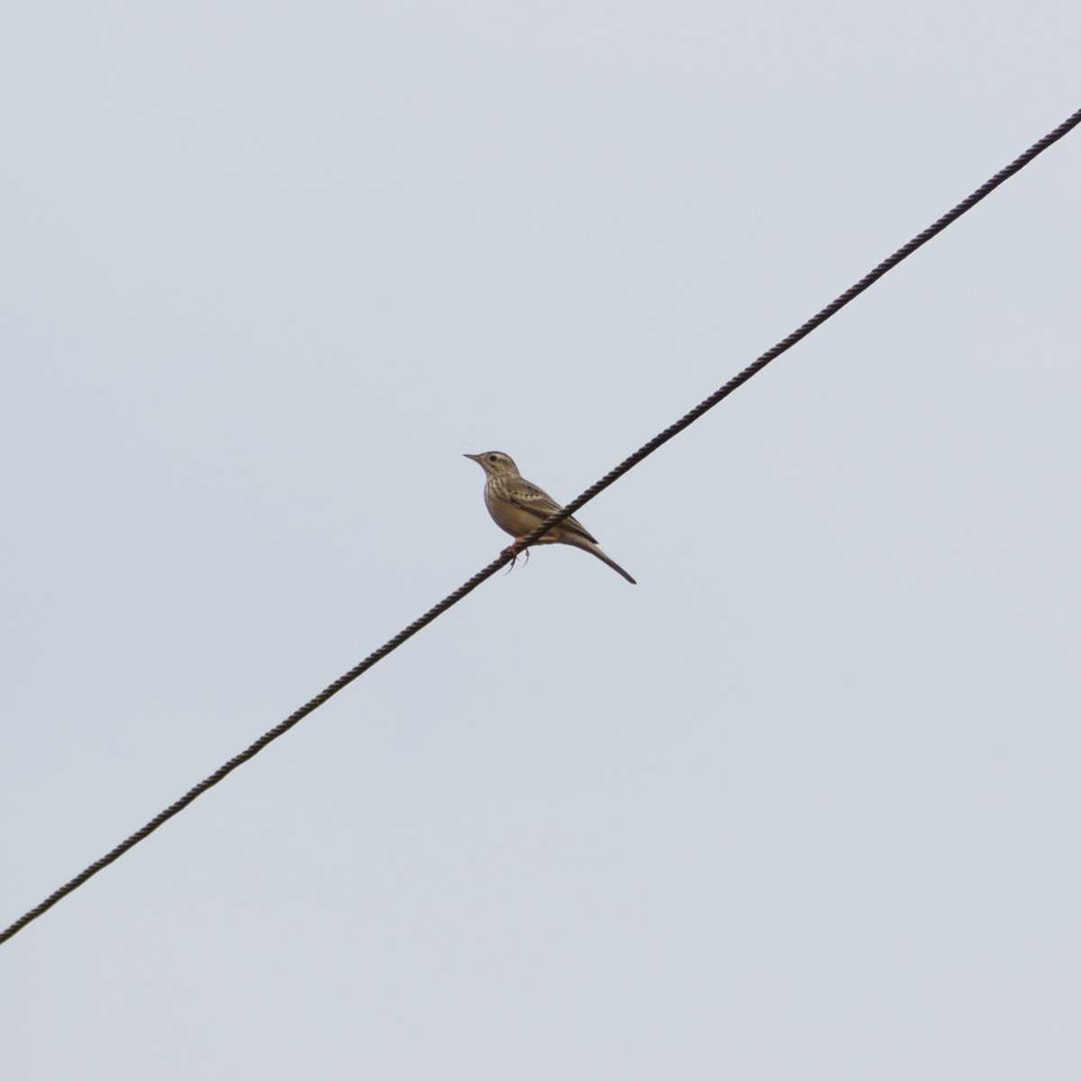 Blyth's Pipit - ML643071598