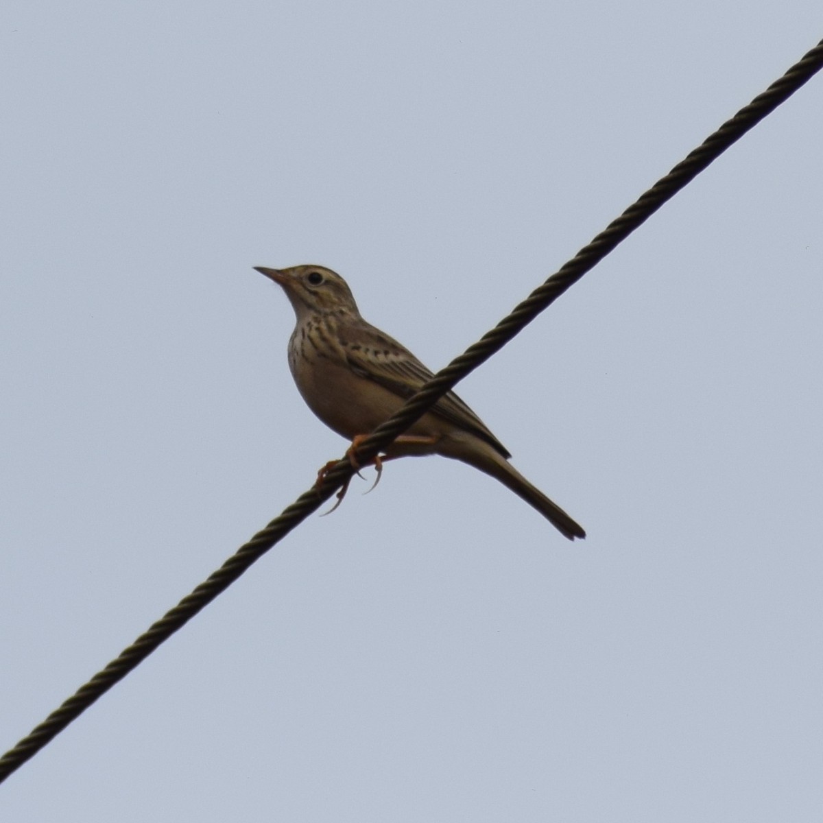 Blyth's Pipit - ML643071599