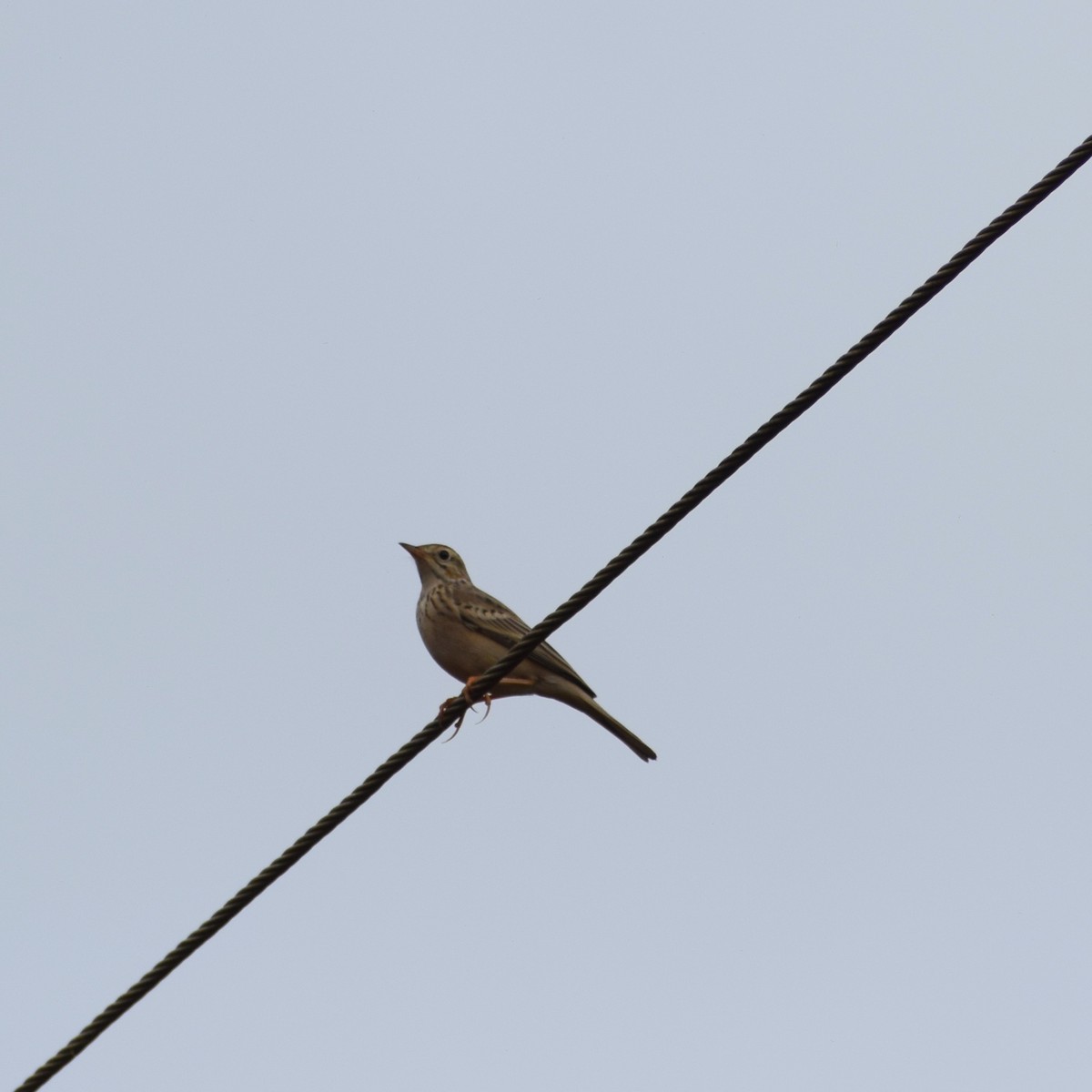 Blyth's Pipit - ML643071601