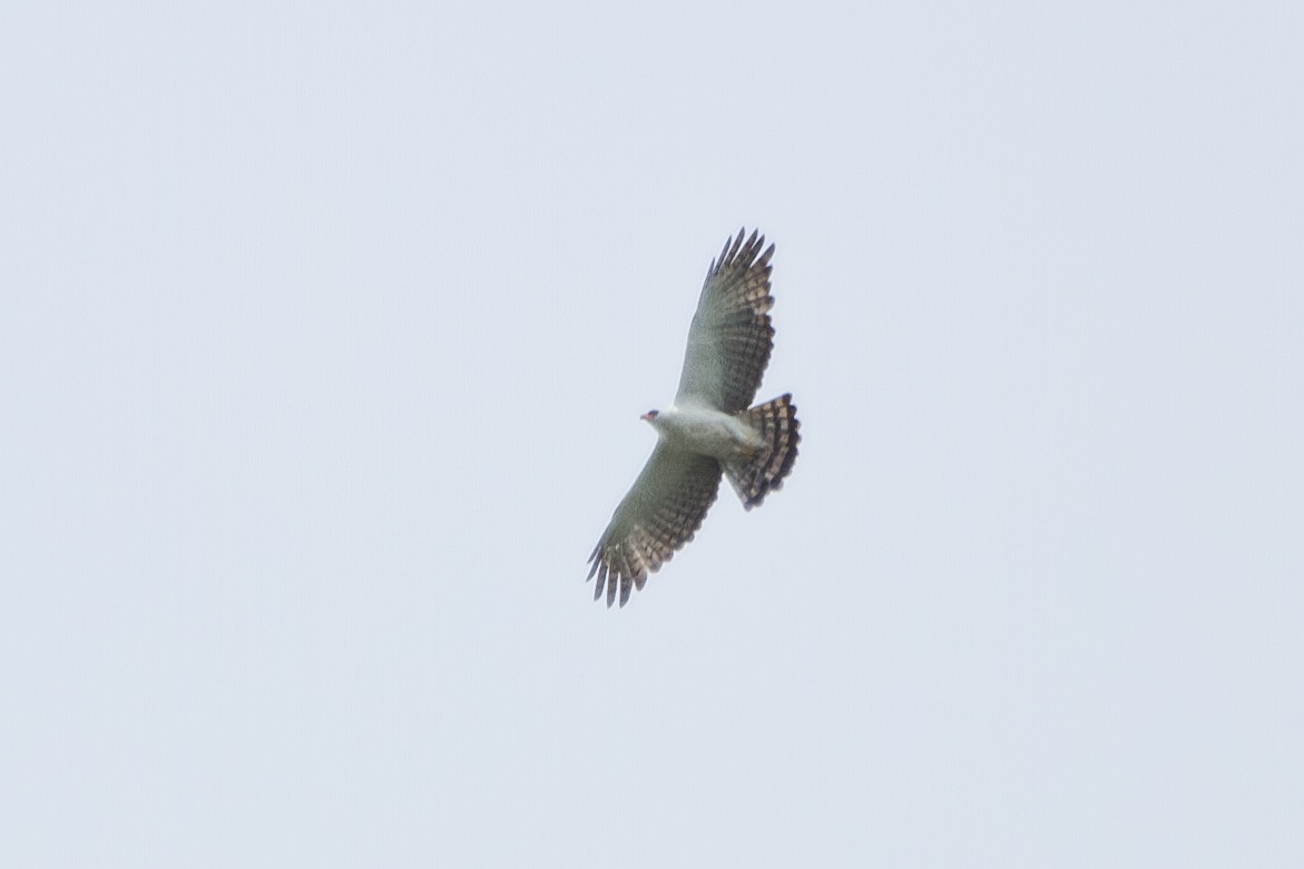 Black-and-white Hawk-Eagle - ML643071603