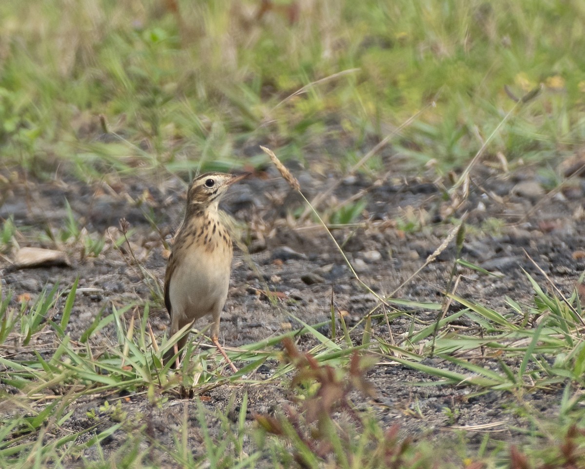 Blyth's Pipit - ML643071604