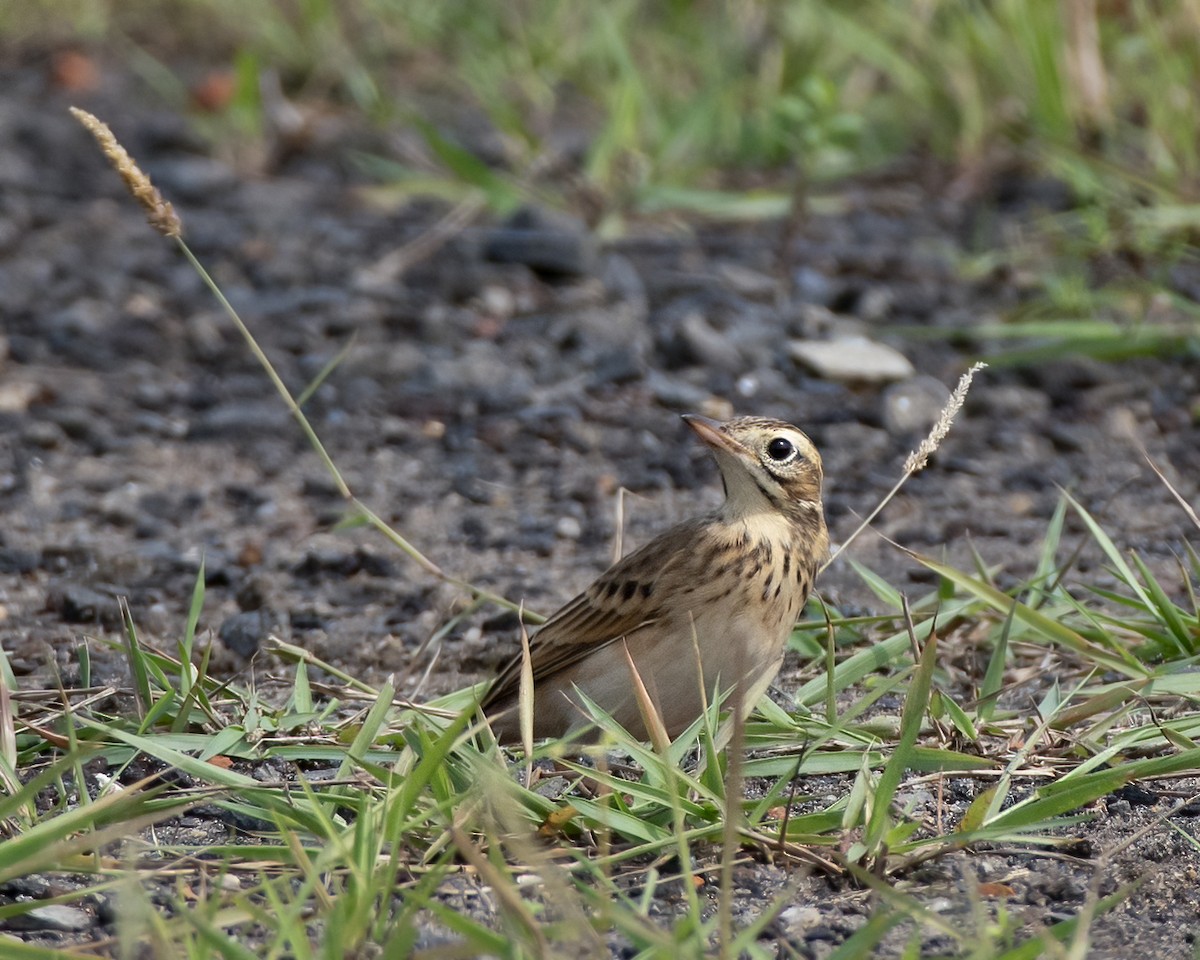 Blyth's Pipit - ML643071605