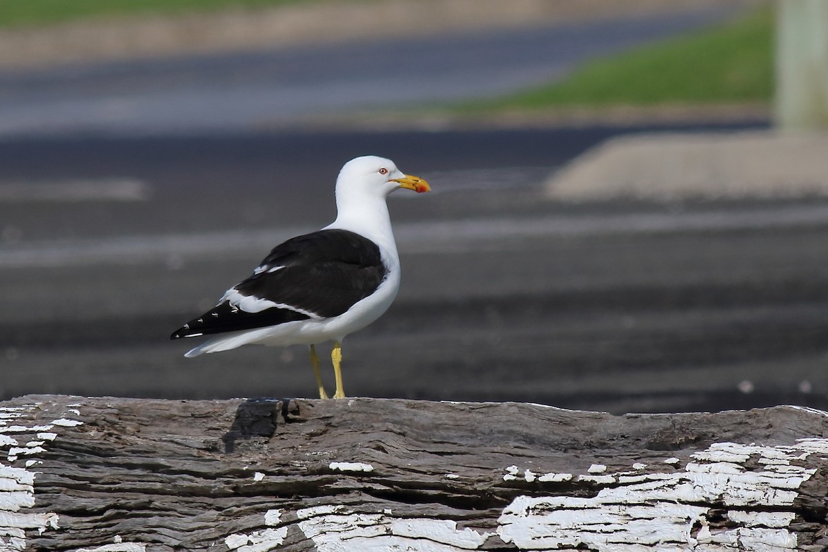 Kelp Gull - ML643071622