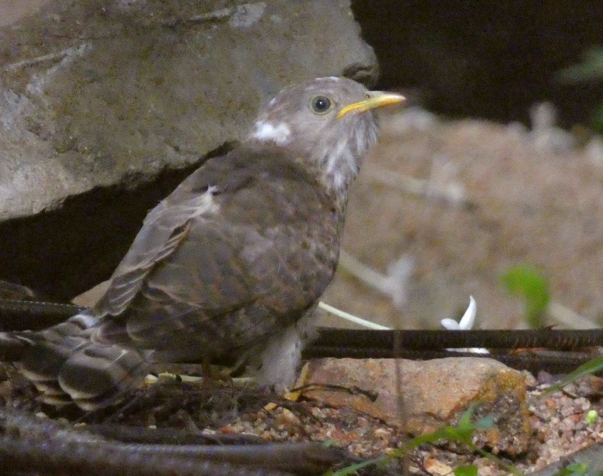 Common Hawk-Cuckoo - ML643071624