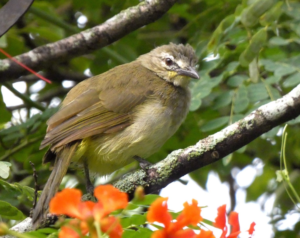White-browed Bulbul - ML643071645