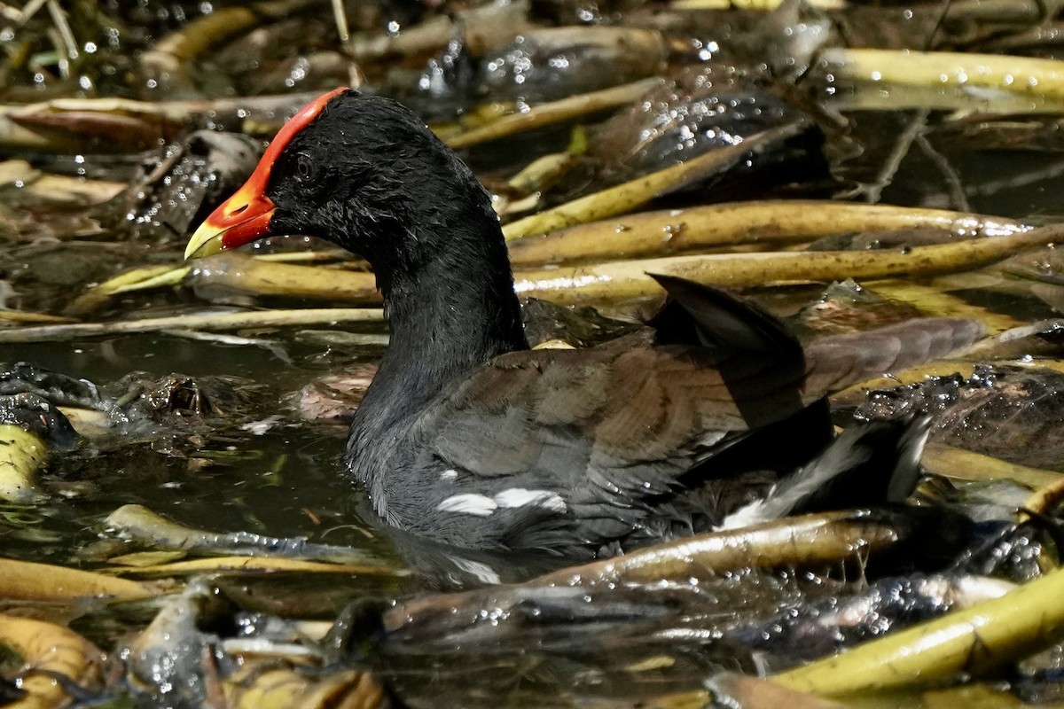 Common Gallinule - ML643071675
