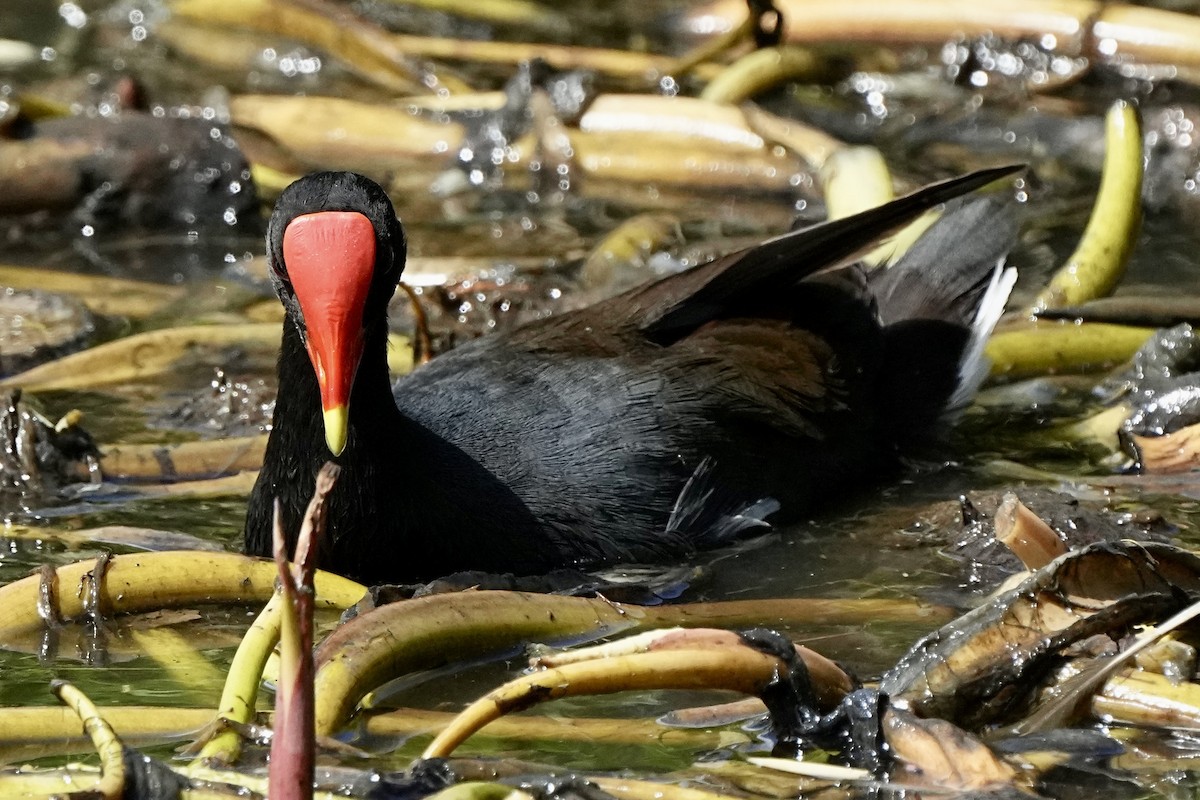 Common Gallinule - ML643071680