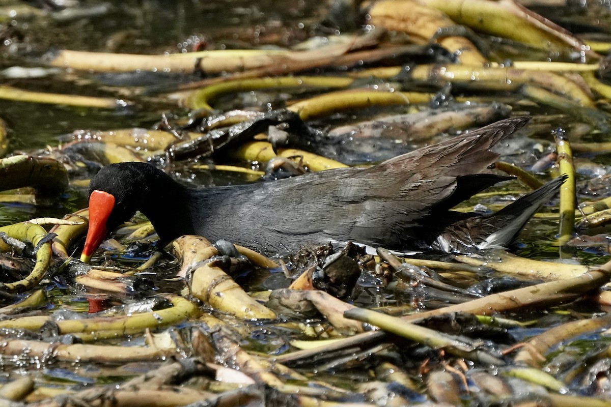 Common Gallinule - ML643071683