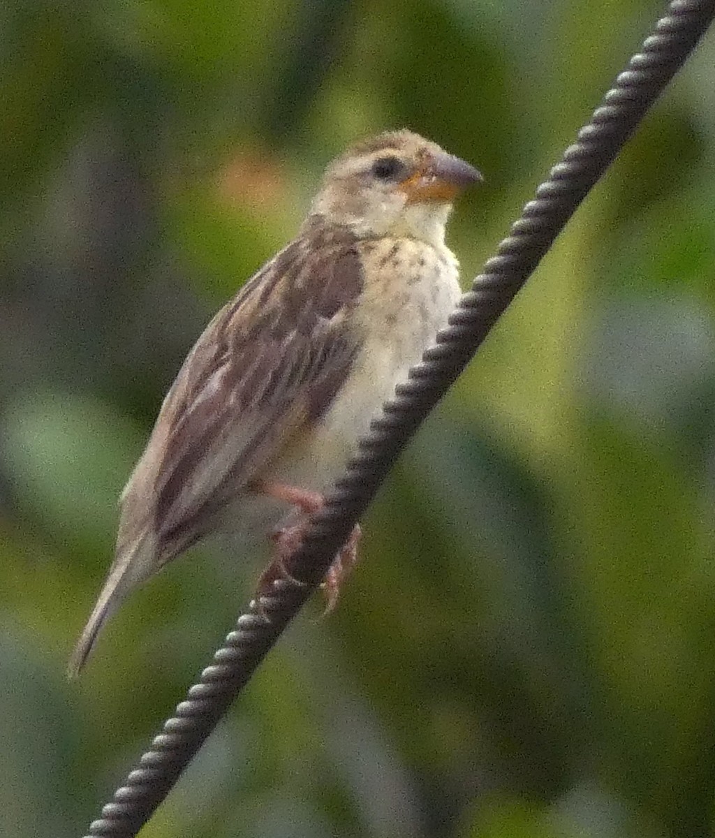 Baya Weaver - ML643071708
