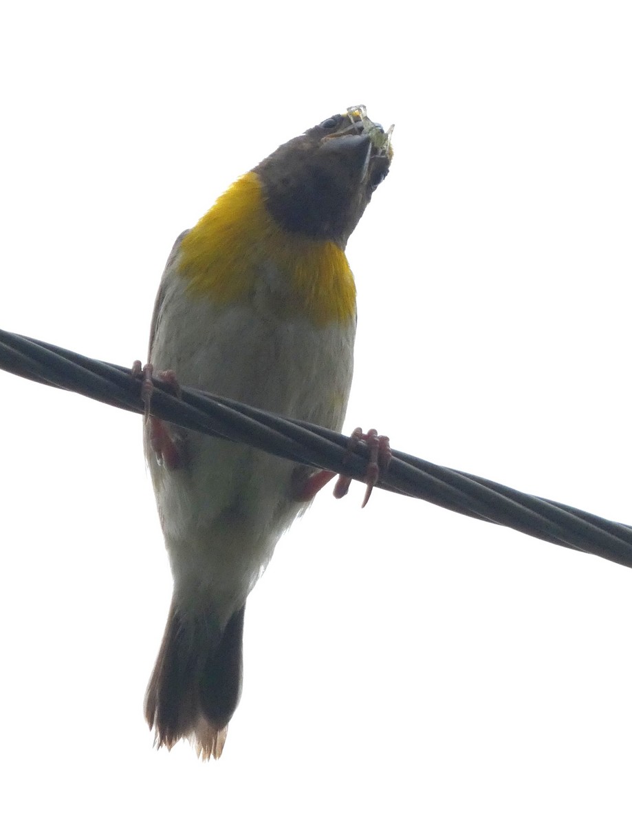 Baya Weaver - ML643071729