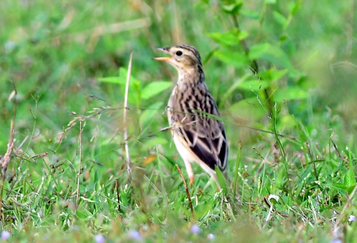 Blyth's Pipit - ML643071745
