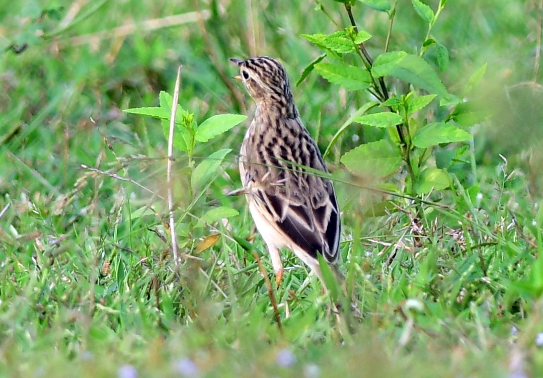 Blyth's Pipit - ML643071746