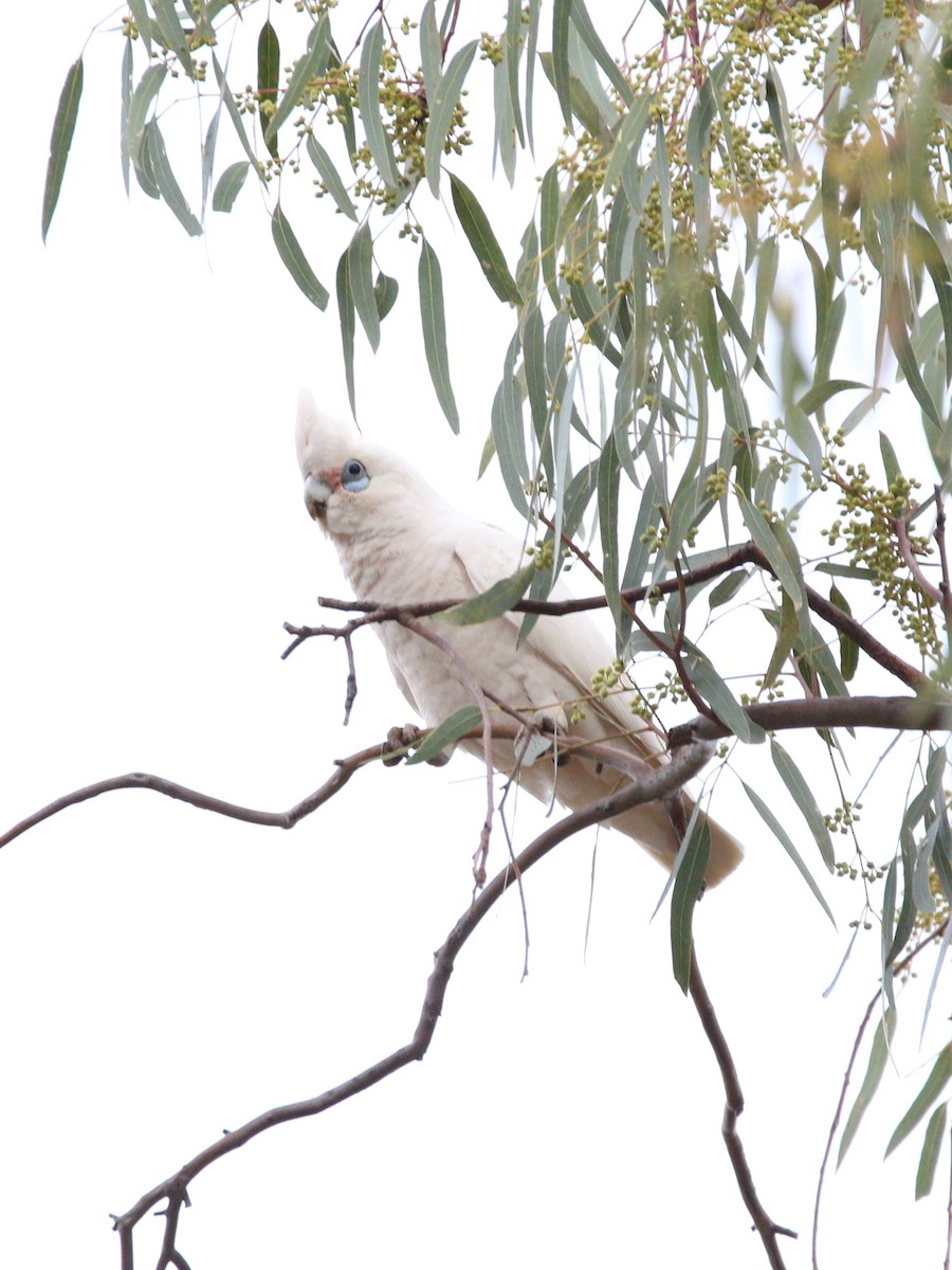 Little Corella - ML643071750