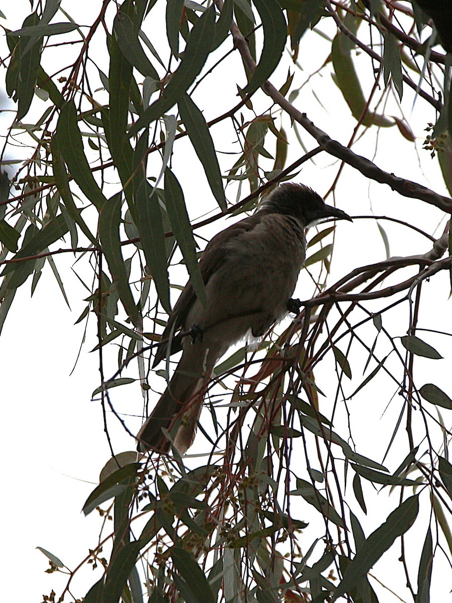 Little Friarbird - ML643071758