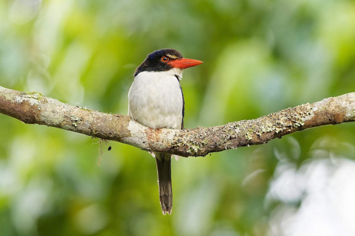 White-rumped Kingfisher - ML643071763