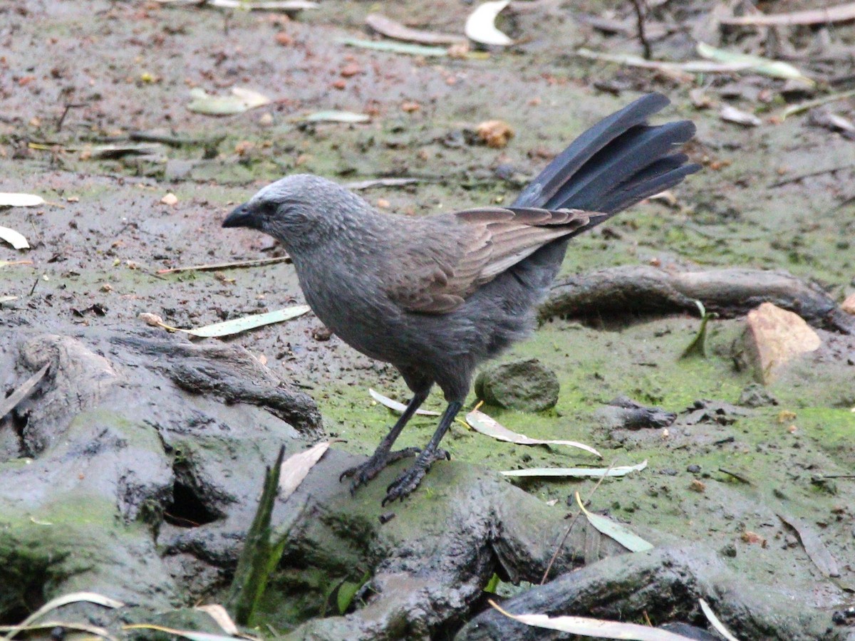 Apôtre gris - ML643071767