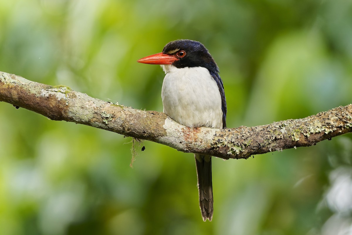 White-rumped Kingfisher - ML643071774
