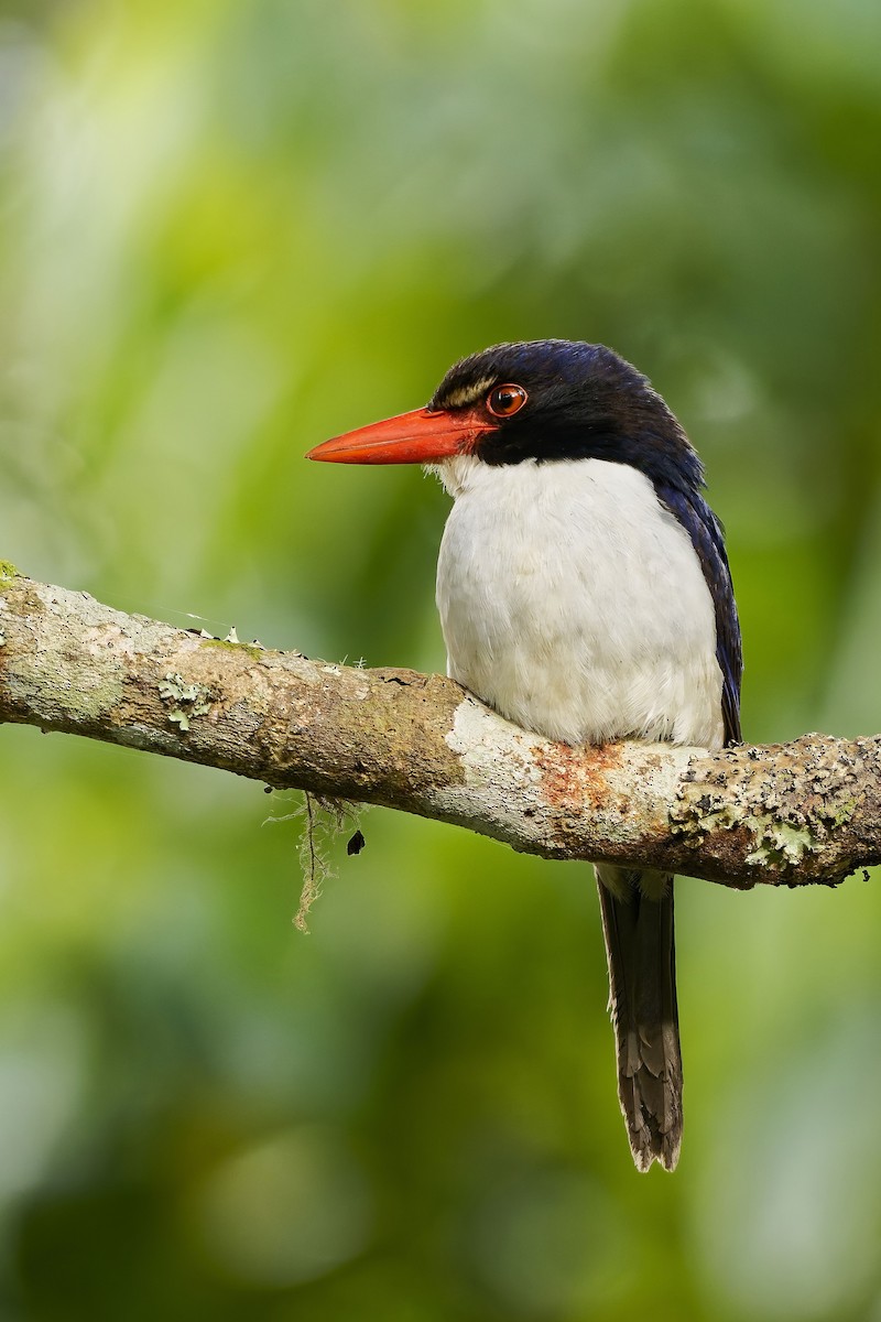 White-rumped Kingfisher - ML643071781