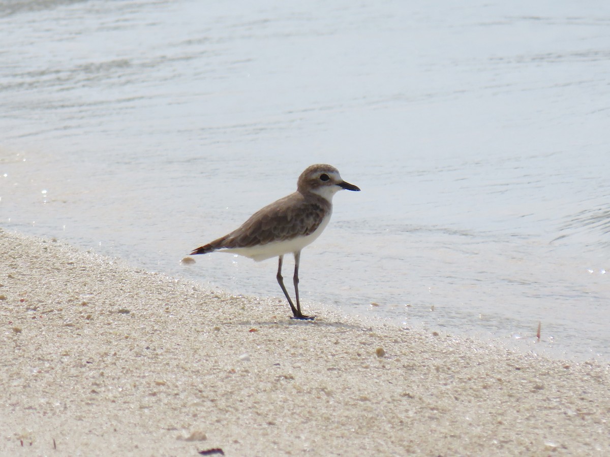 Greater Sand-Plover - ML643071791