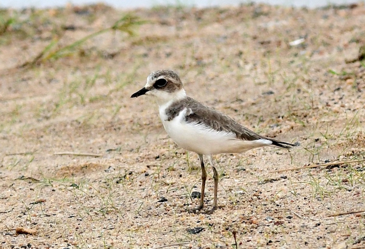 Kentish Plover - ML643071803
