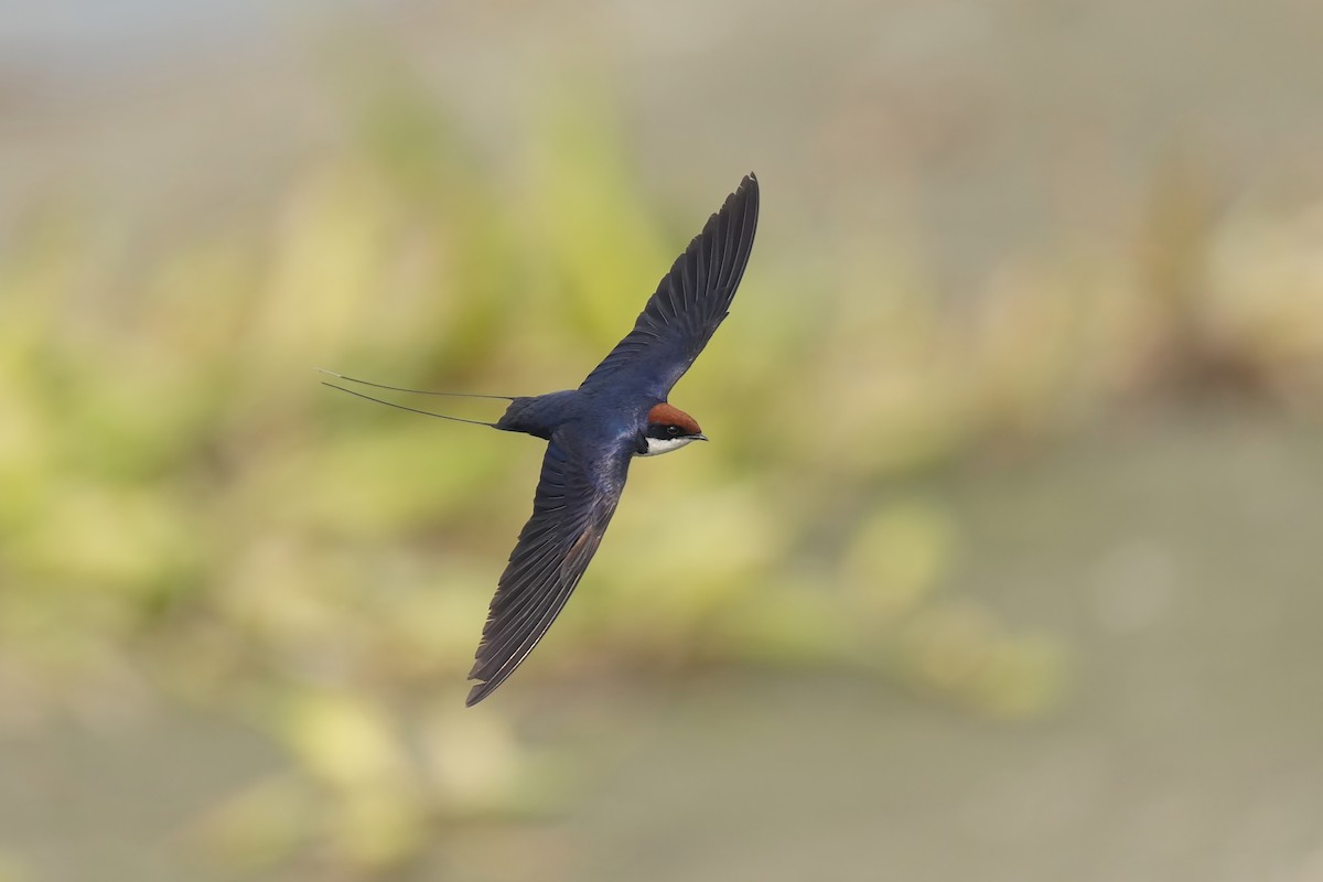 Wire-tailed Swallow - ML643071811