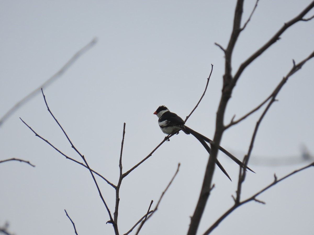 Pin-tailed Whydah - ML643071826