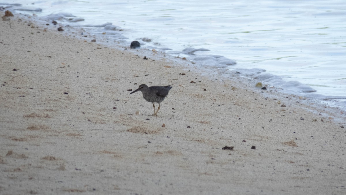 Wandering Tattler - ML643071829