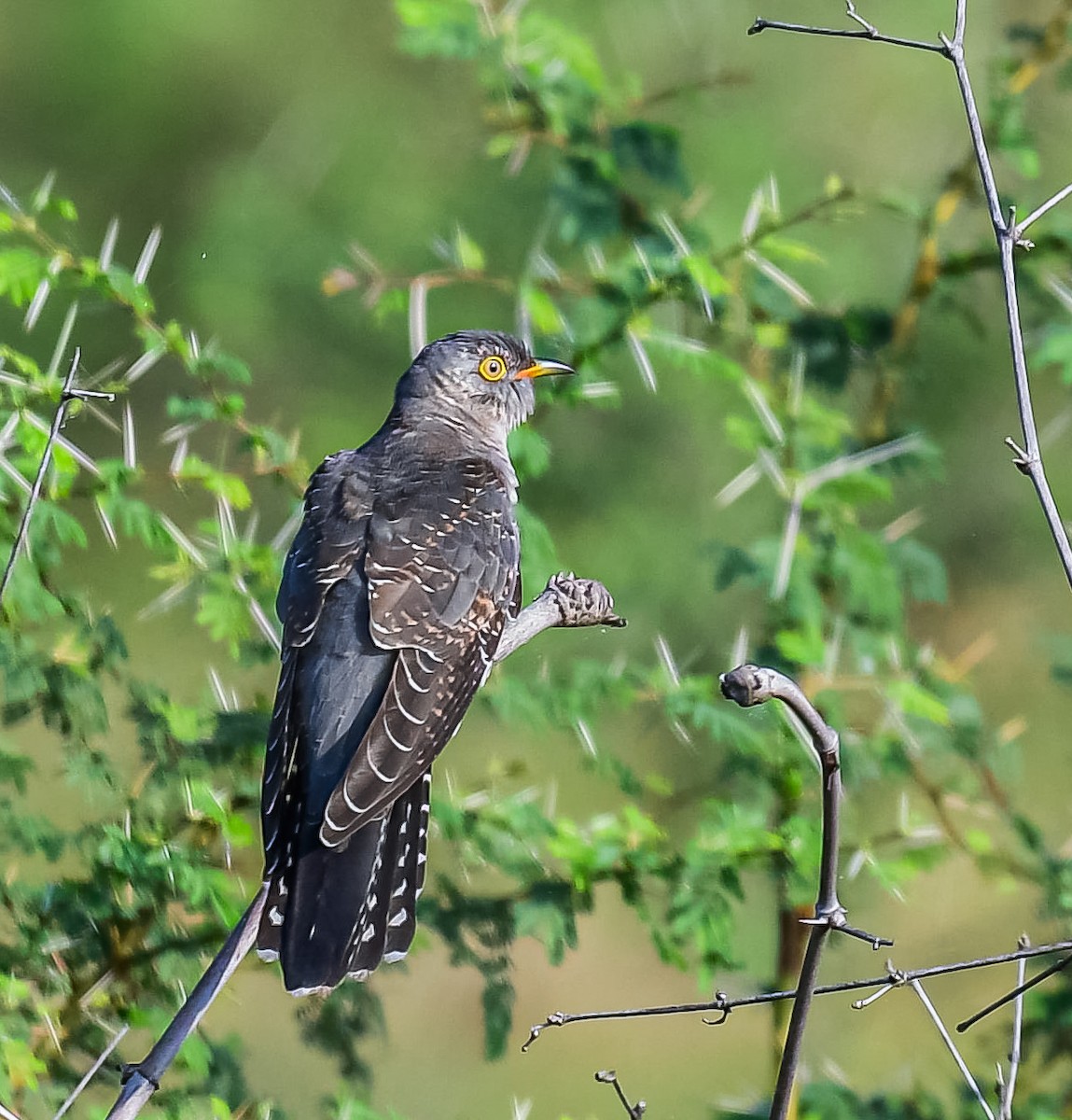 Common Cuckoo - ML643071839