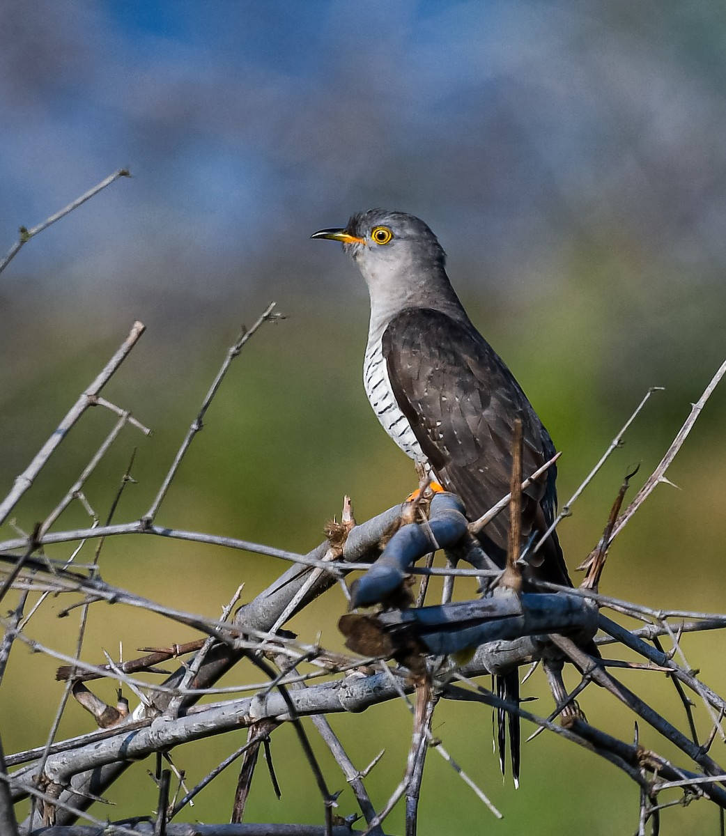 Common Cuckoo - ML643071840