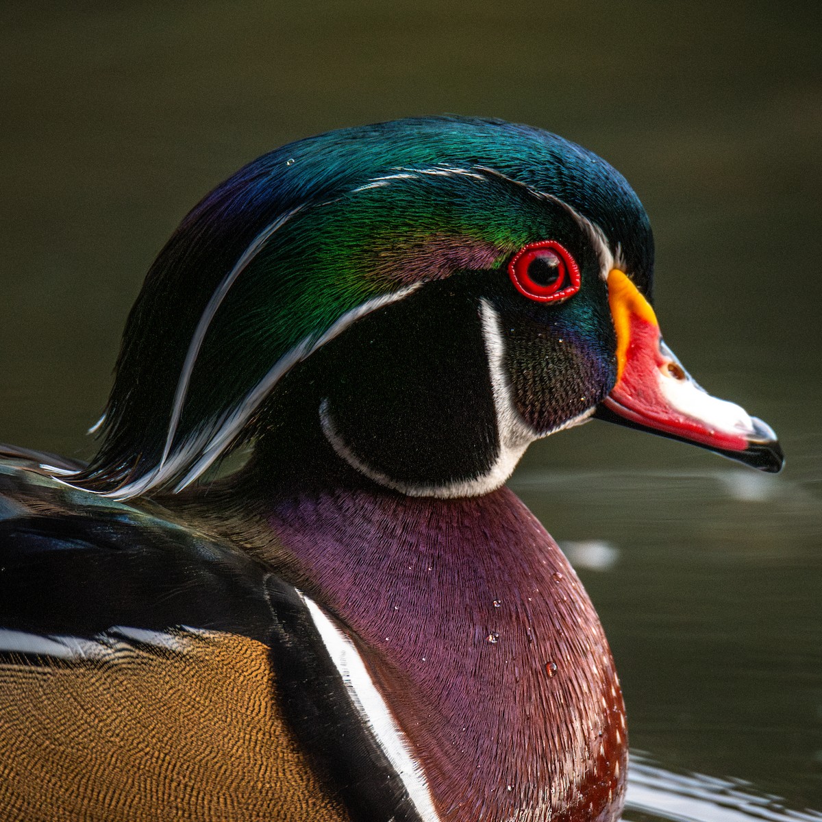 Wood Duck - Stephan D.
