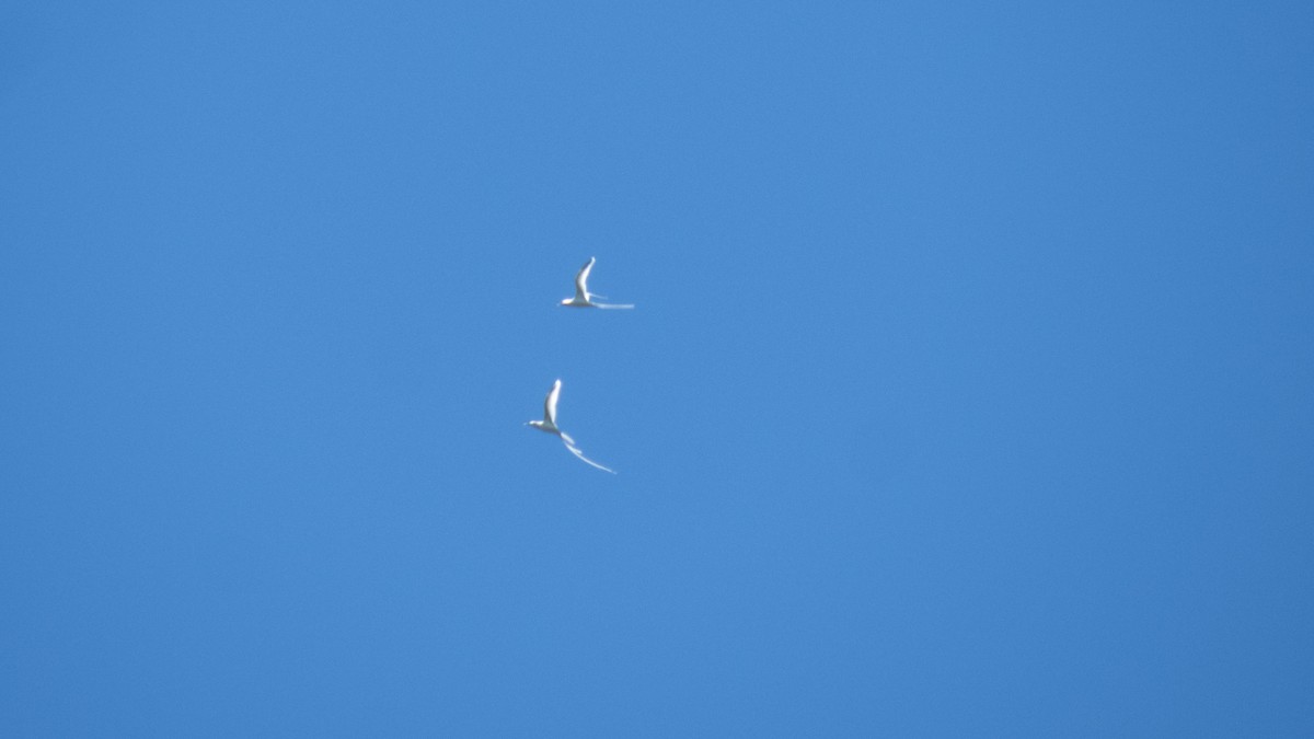 White-tailed Tropicbird - ML643071855