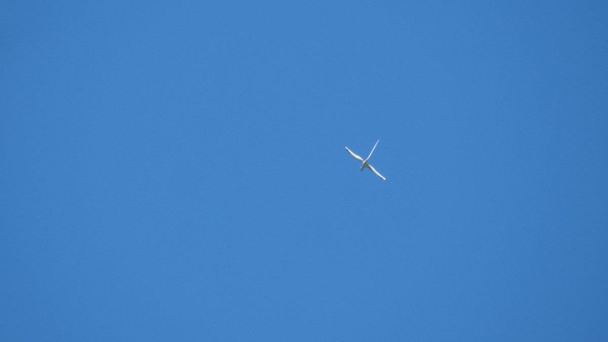 White-tailed Tropicbird - ML643071856