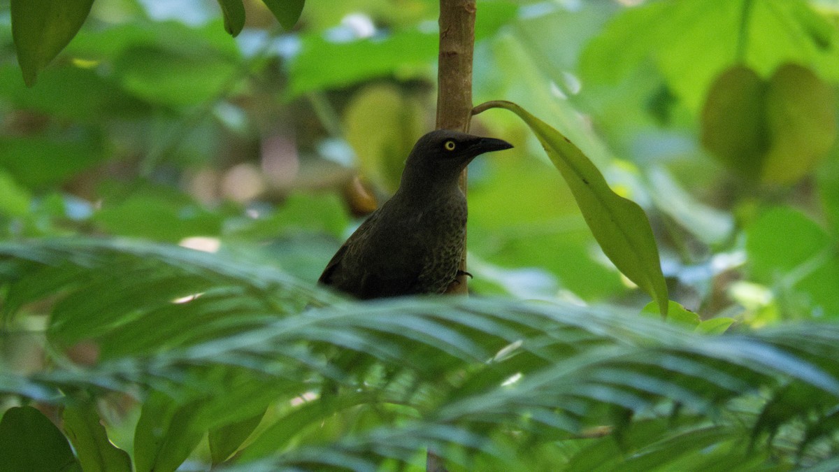 Rarotonga Starling - ML643071872