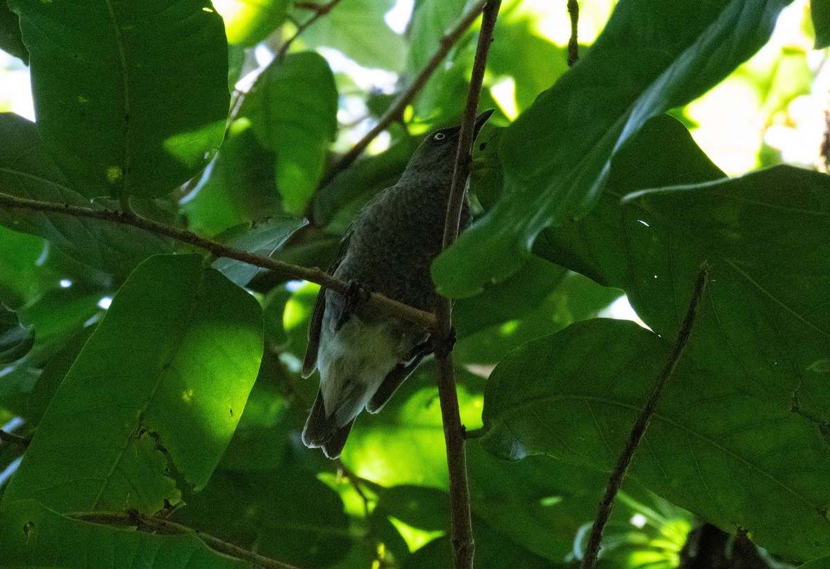 Stourne de Rarotonga - ML643071873