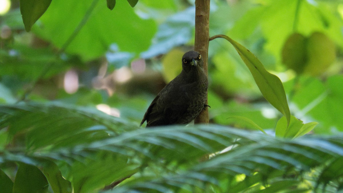 Rarotonga Starling - ML643071874