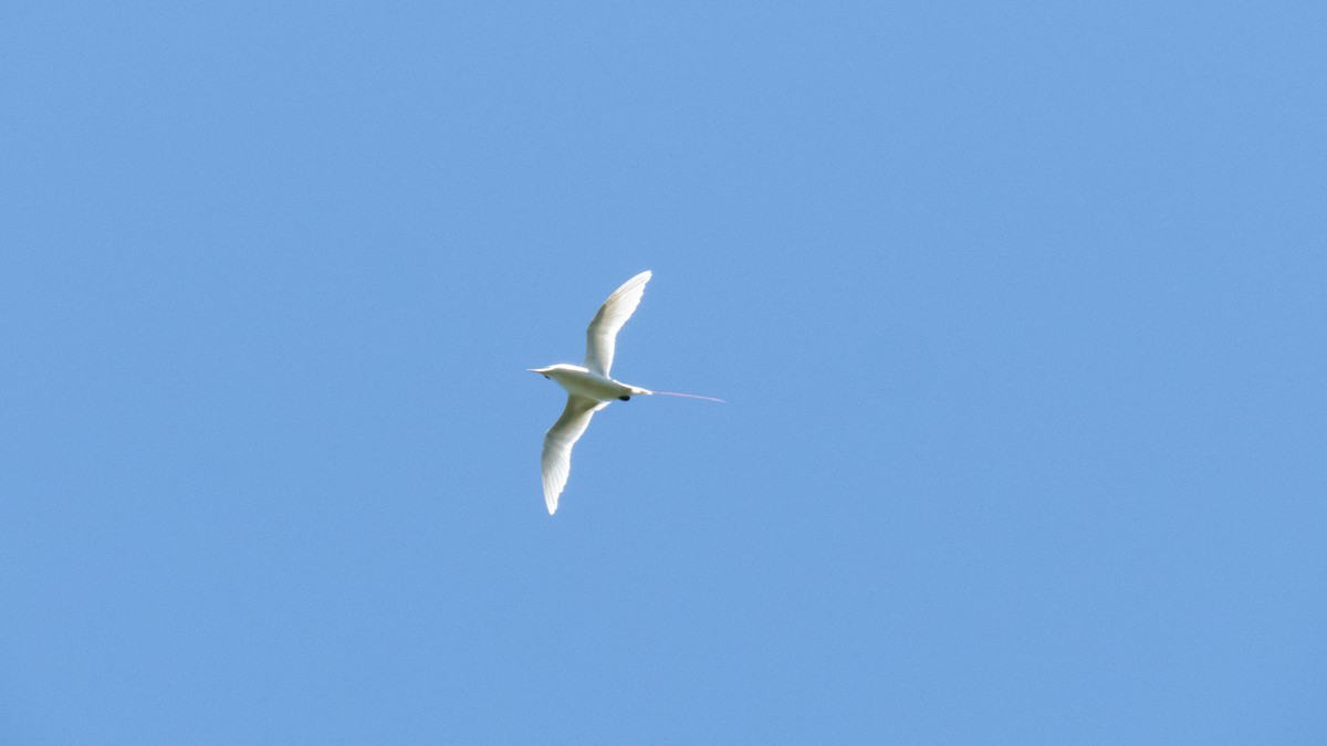 Red-tailed Tropicbird - ML643071876