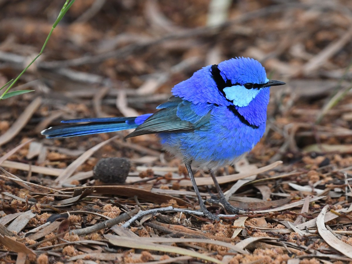 Splendid Fairywren - ML643071878