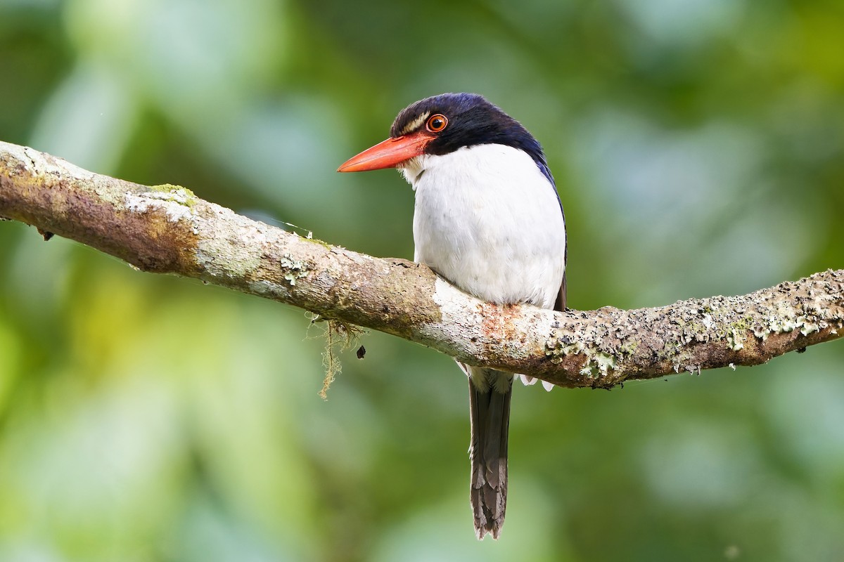White-rumped Kingfisher - ML643071888