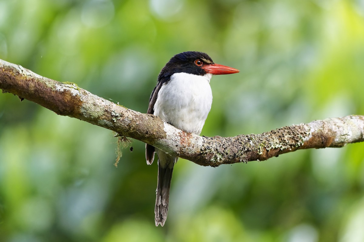 White-rumped Kingfisher - ML643071889