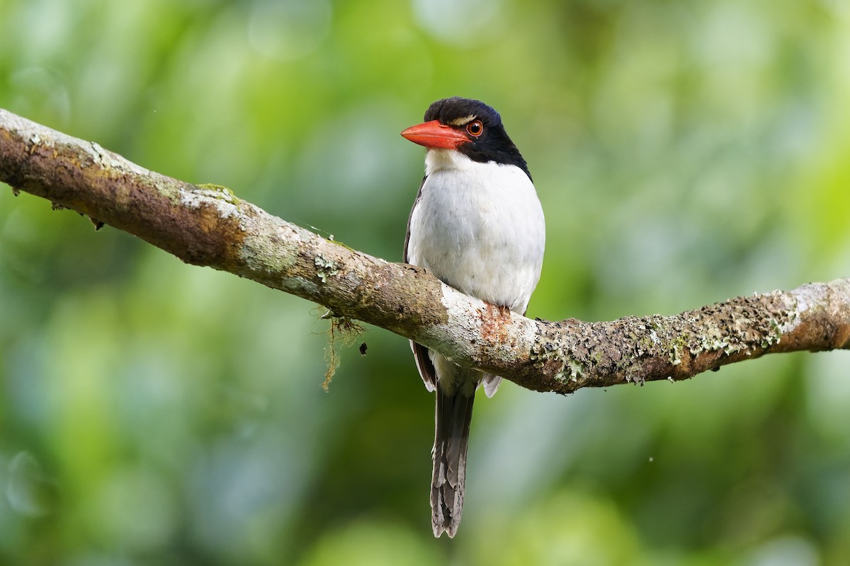 White-rumped Kingfisher - ML643071898