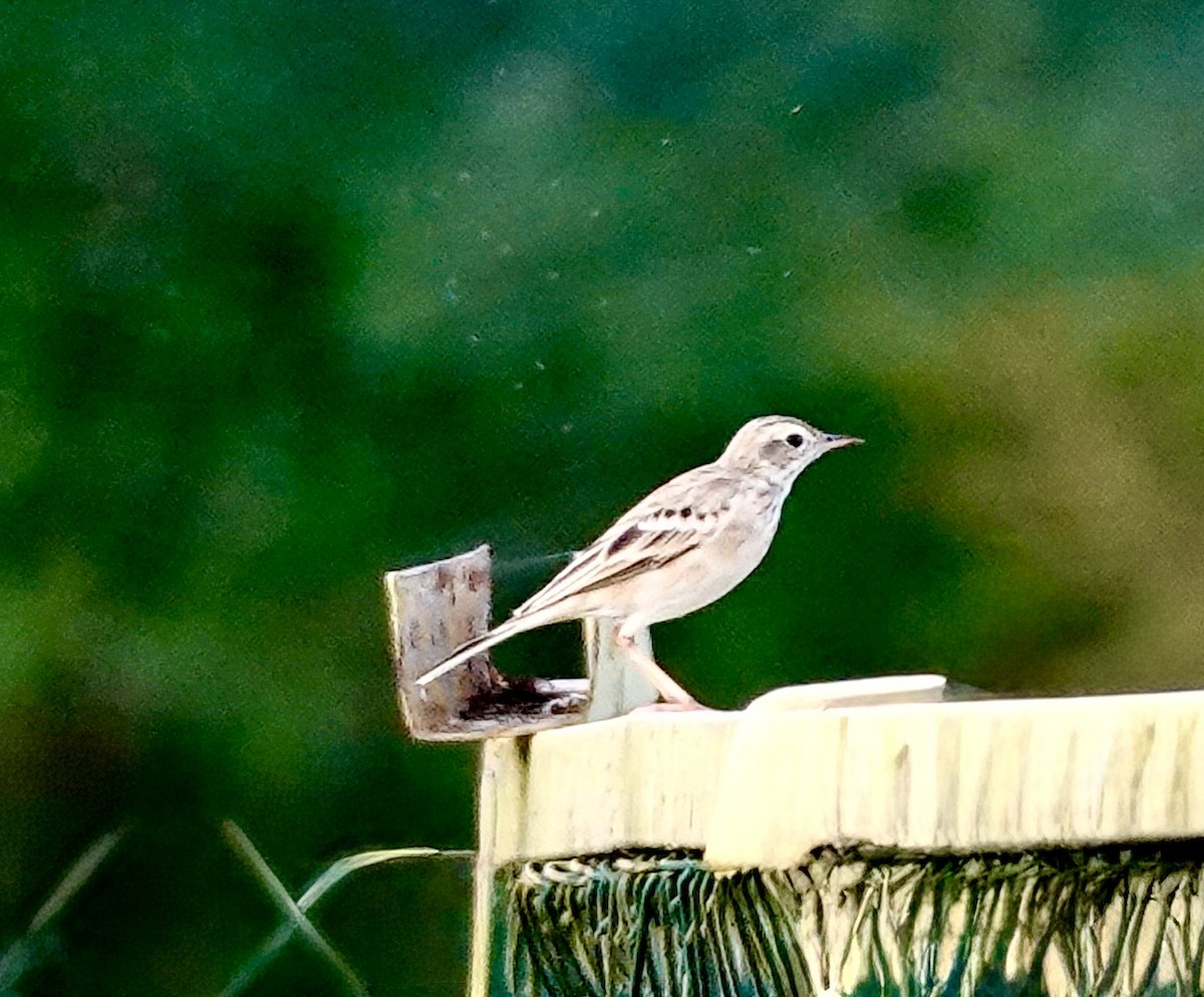 Blyth's Pipit - ML643071901